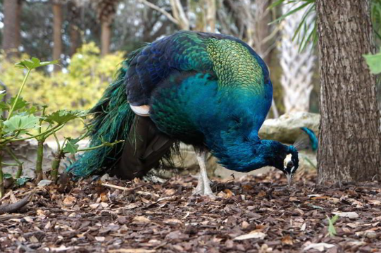 Peacock Preserve Austin: Experience Nature, Privacy, and Refined Living